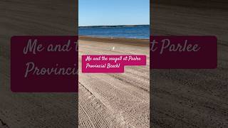 Seagull + sounds of sea wave = funtime! #beach #summer #newbrunswick #canada #naturephotography