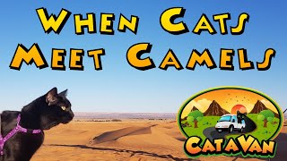 Catavan #34 - Camel Rides and a Sun Rise | Van Life Europe