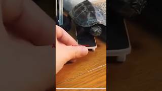 Baby Tortoise 🐢 using Skating Board 🛹😳 #shorts #viral #animal