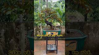 Bonsai Vú sữa- nhỏ mà lôi cuốn #caycanhbaolam #bonsai #caycanh #phongthuy #caygiong