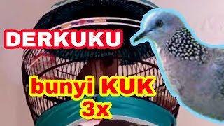 BURUNG DERKUKU | DERUK BUNYI KUK 3X BANYAK SULTAN MENCARI