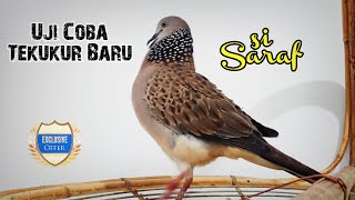 Uji Coba Pasukan Baru "Si SARAF" Pemberian lae @TEKUKURHIBURAN