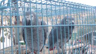 African Parrots Grey colour in Cappadocia 2020