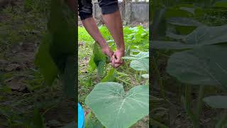 Harvest vegetables and fruits #gardening #garden #harvest