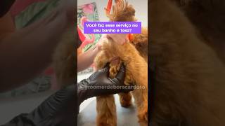 Você faz esse serviço no seu banho e tosa? O que acha sobre isso? #pets #cachorro #grooming