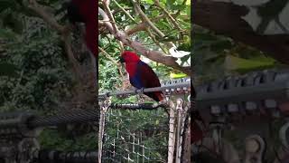 Eclectus parrot from #loroparque #canaryislands #canarias #canary #tenerife