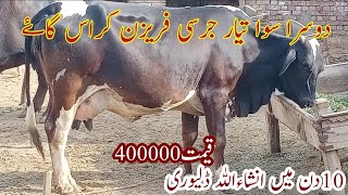 dosra sowa tyaar jrsi crass cawo far sale on youtube in pakistan 17/ 5/23/ 03106420020