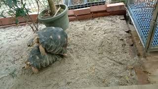 Tortoises mating part1 #animal #capcut #tortoises # animal kingdom #animals mating #animal behaviour