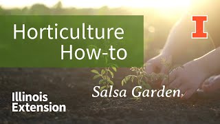 Planting a Container Salsa Garden