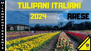 Tulipani italiani 2024 - il campo di Arese