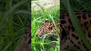 Leopards safari India’s first #shorts #youtubeshorts