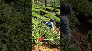 Tea leaf cutting 🌿🔥#shorts #nilgiris #teaestates #tealeaf #teaplantations