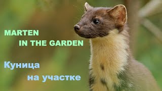 Marten in the Garden. Куница на участке.