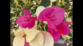 FLOWERS 2020 NEW HYBRIDS Bougainvilleas and Orchids