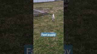 Fast Puppy