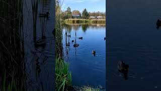 В этом году все ощущается по другому #польша #jesień #life #nature #duck #autumn #2022