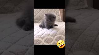 Naughty Cat 🤣 || Cat Cute #shorts #short #tiktok #trending #viral #youtubeshorts #youtube #cute