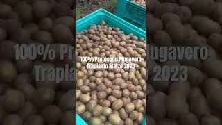 Kiwi Dorì #raccolta #agricoltura #kiwi #fertilizzanti #fertilizer #potatura #farming