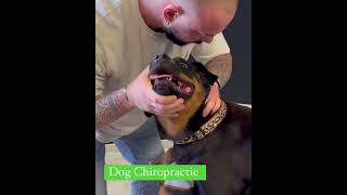 dogs chiropractic