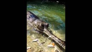 Crocodile like you've never seen him before #crocodile #wildlife #alligator #crocodiles #nature #rep