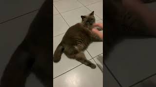 Playing with my Three-Legged Cat