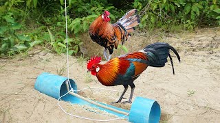 How to make a wild chicken trap using pvc pipe with wood