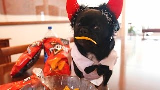 Bold Dorito Pug caught in the act - too funny!