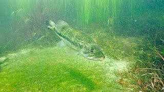 Bass Protecting Bed Experiment CAUGHT on GoPro!!! (Surprise)