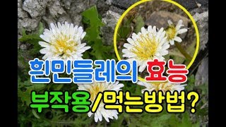 흰민들레의 효능과 부작용 그리고 먹는방법은? white mintedle efficacy