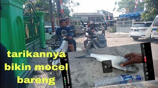 tarikannya bikin mocel bareng..🔥@angler amatiran30