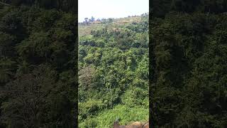 hutan gunung gede pangrango