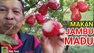 JOM MAKAN JAMBU MADU | TABULAMPOT