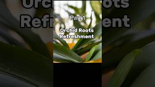 How to Save Your Orchid Roots #youtubeshorts