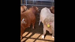 Coe lovers Best Animals compilation 2021| #shorts | Top Viral Animal Videos