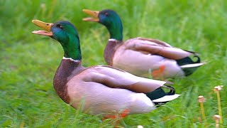 Drakes Go Quack! [4K] Mallard Ducks