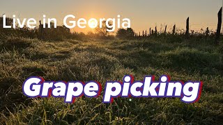 Live in Georgia/Grape picking.//Жизнь в Грузии.Сбор винограда.#грузия #горы  #вино #виноделие