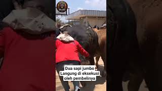 dua sapi jumbo langsung di eksekusi #sapi #sapijumbo #sapiviral #sapisuper #fypシ゚viral