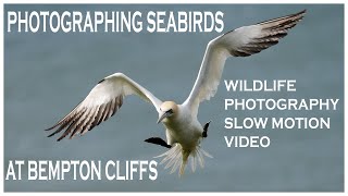 Photographing sea birds at Bempton cliffs