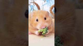 Hamster yum yum yum 🥦🤗