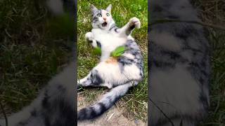 Cat playing with a branch 🐈 Cat bites a leaf 🍃 #cat #shorts #cats