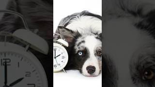 Do Animals Have Sense Of Time / Internal Clock? #pets #animalshorts #dog #cat #birds #animals