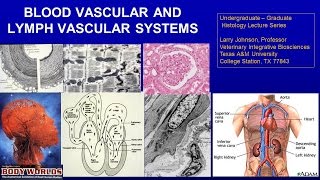 15. Blood and Lymph Vascular Systems Lecture