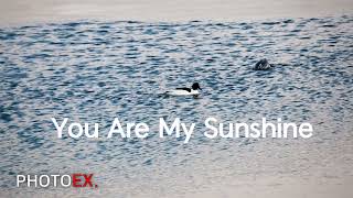 boxcar willie, You Are My Sunshine  [MUSIC] 어느 수의사의 기타이야기 - you are my sunshine