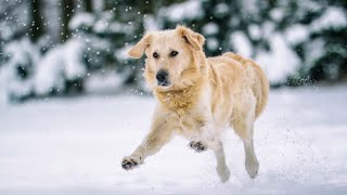 Grooming Golden Retriever Ears: Tips & Considerations