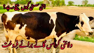 Valaity cross gayn for sale | Bhut hi saste qeemat ma | Sargodha |