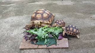 SULCATA TORTOISE EATING #mukbang