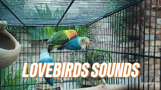 Couples lovebird sounds|| lovebirds sounds , fishers sounds