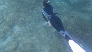 Freediving and Sardine Run in Moalboal, Cebu