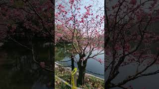 Spring blooming #china #blooming #spring