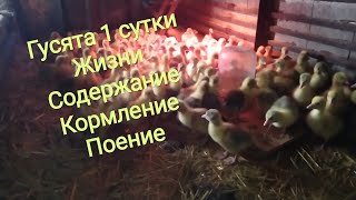 Гусята 1 сутки жизни условия содержания  кормления и поения